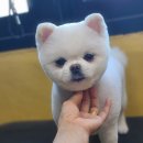 루이애견 이미지