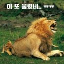 낙주 이미지