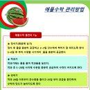 애플수박 씨앗(정품) 공동구매 이미지