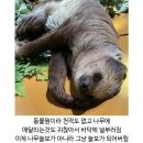진화에 성공한 나무늘보 근황 이미지