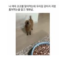 지밥