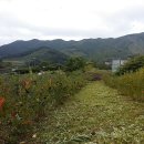 일출농장 이미지