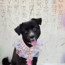 다솜애견미용실 이미지