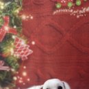 비비펫 살롱 이미지