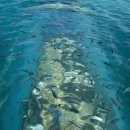 허니문 여행정보 - 몰디브 세계 최초로 만든 바다속의 레스토랑 이미지