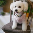 도그비숑 이미지