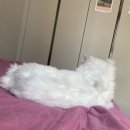 자가격리 마지막 날 마무리 일기🙏 피자알볼로 날개피자 후기♥️
