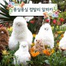 페루 디자인