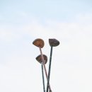 골프클럽 이미지