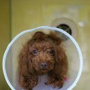 마야동물병원 이미지