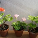 (주)브룩사이드 이미지