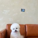 시블링즈 이미지