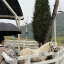 이든목장 | 22개월 아기랑 벨포레 리조트 즐길 거리 <양떼목장, 디노 시네마, 앵무새 체험장> 구경 후기