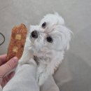 멍멍푸드 | 내돈내산 은계호수 강아지수제간식 멍멍푸드연구소 방문후기입니듀