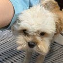 토리애견샵 | 말티푸미용 대전도미에르펫 '토리'의 깔끔 변신! 전체클리핑 &amp; 알머리컷 미용일기