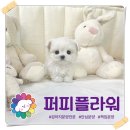 강아지분양 애견분양 퍼피플라워 중랑점 이미지
