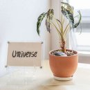 계룡로(유성온천역-만년교) 이미지