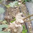 호정농장 이미지