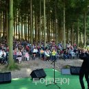 편백나무숲 이미지