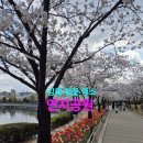 연지 | 김해 벚꽃 명소 꽂나들이 명소 연지공원