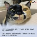 마성의냥이