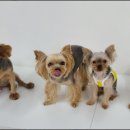 하이멍그라미 이미지