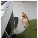 닥터팬더 동물병원 이미지