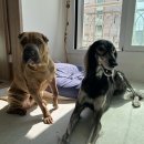 경북대학교 수의과대학 부속동물병원 이미지