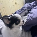 강아지언니 | 돌파는언니's 강아지 밥그릇 1년 실사용후기