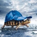 거북이동산 이미지