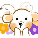 요크독애견샵 이미지