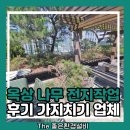 옥상 나무 전지작업 후기 가지치기 업체