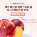 복고개복숭아