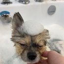 예쁘개&사랑스럽개 이미지