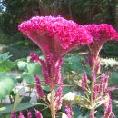 평촌고등학교 이미지