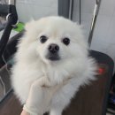 러블리 멍멍이 이미지