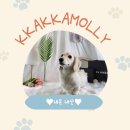 다소니펫살롱 이미지