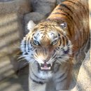 파크존 | 호랑이를 만나러 간 길, 부산근교 동물원 대구 네이처파크_하이에나 백사자 흑곰 등 맹수존 후기