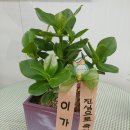 둔포 우리약국 이미지