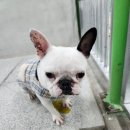 안정파출소 이미지