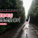 제동목장 포토스팟 후기｜각지불 검색 후 찾은 비 오는 날 제주 감성 명소