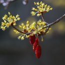 산수유 티스토리