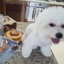 강아지산책 이미지