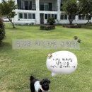 용호리 | 통영 애견동반 숙소 내돈내산 후기 글램독 애견펜션 통영점