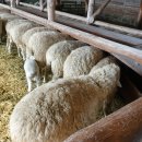 영하목장 이미지