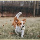 하이플레임 스테이 이미지