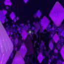 다우목장 | 아르떼뮤지엄, 양떼목장, 한라봉스시, 하이엔드제주, 노티드 도넛" 하루만에 부신 후기 feat. 가성비호텔