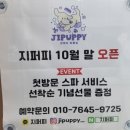 견생스타일 | 천안 두정동 : 털 엉킨 마당 푸들ㅠ_ㅠ.. 구구의 견생 미모 레전드를 천안애견미용실! 지퍼피에서 찍은...