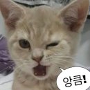 굿바이(GoodBuy) 네이버블로그