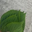 푸른고래 카라반 캠핑 이미지